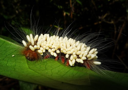 Larvas vespa parasita